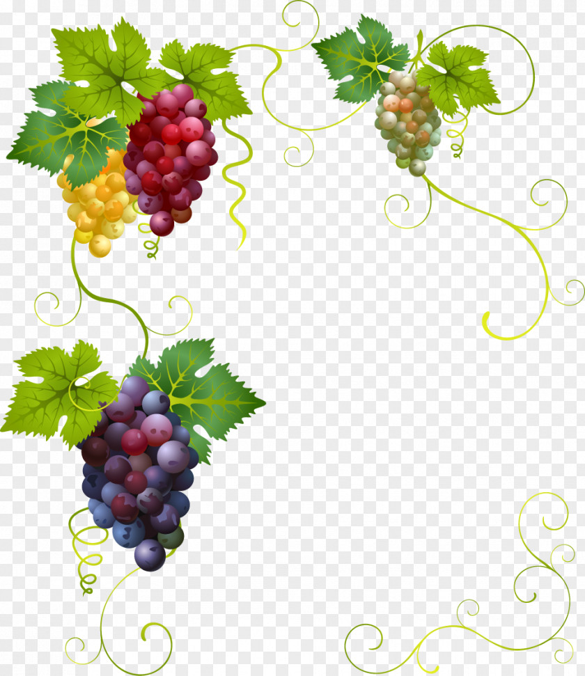 Vector Painted Grapes Border Wine Grape Divertimento Clip Art PNG