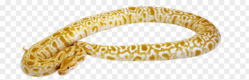 Anaconda Snakes Reptile Vipers Cobra PNG