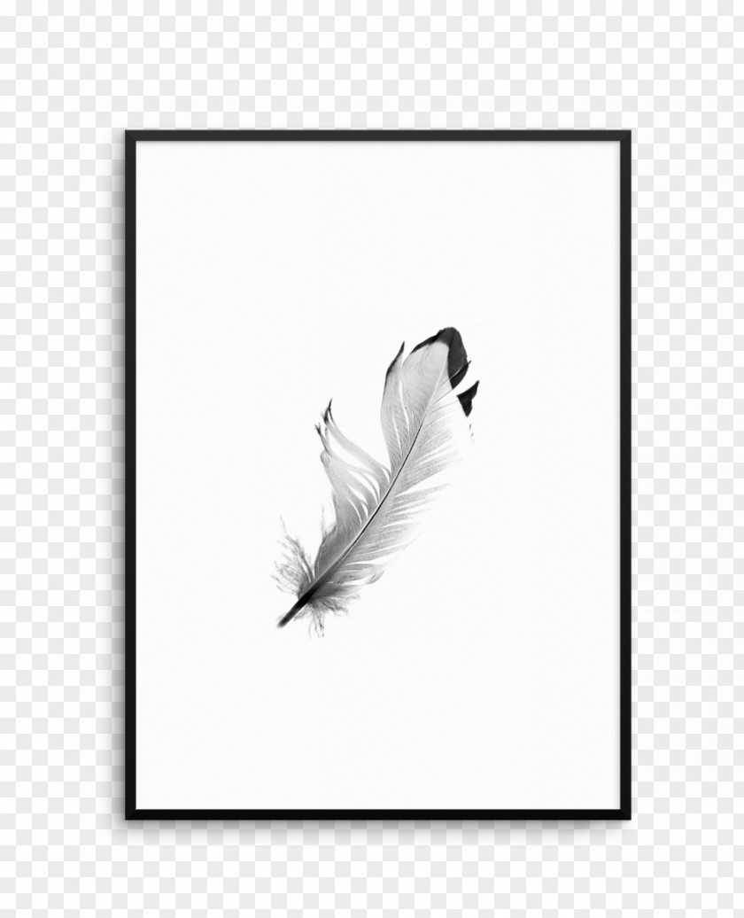 Floating Feathers Feather White Tail Black M PNG