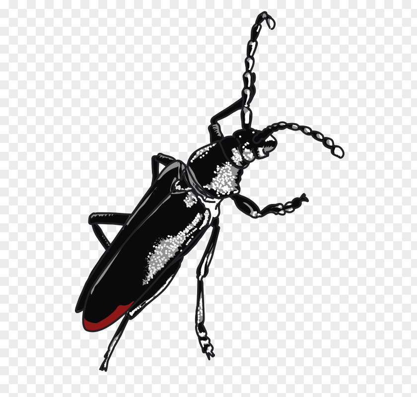 Grand Vector Beetle Cerambyx Cerdo Clip Art PNG