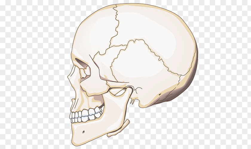 Nose Jaw Skull PNG