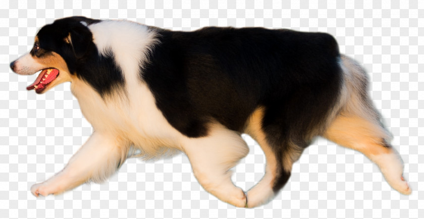 Puppy Australian Shepherd Dog Breed Miniature American English German PNG
