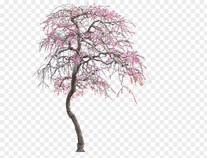 Tree Clip Art PNG