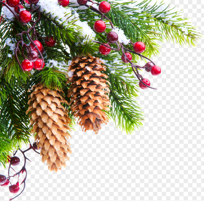 Christmas Tree New Year Photography PNG