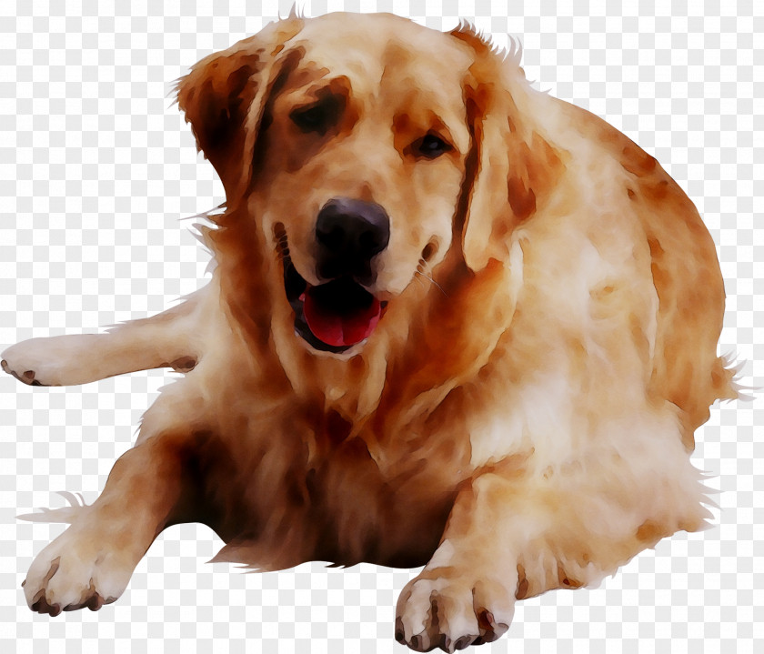 Golden Retriever Dog Breed Beagle Beds K&H Pet Cool Bed III PNG