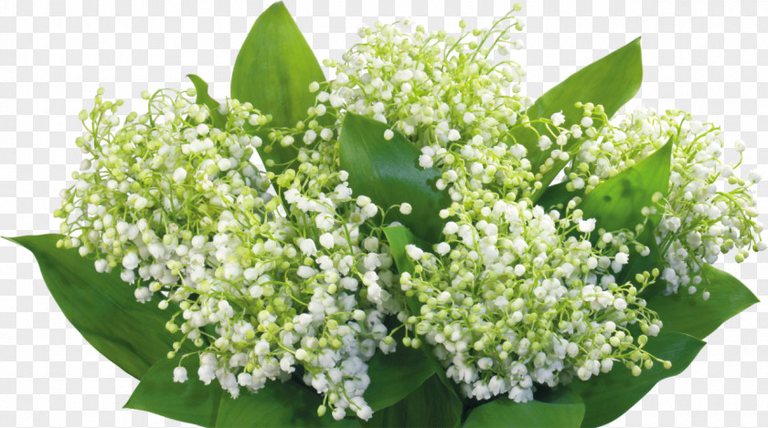 Lily Of The Valley Desktop Wallpaper Flower Fleur Blanche PNG