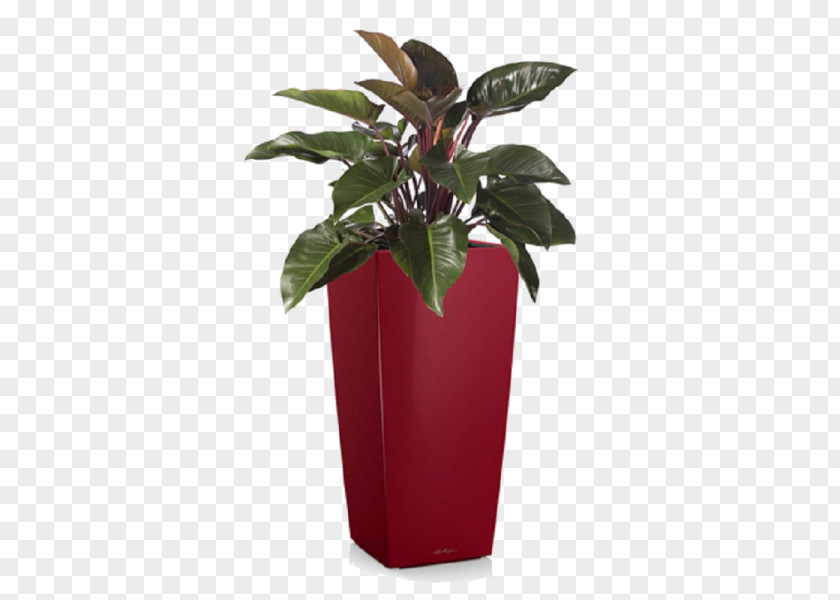 Plants Philodendron Erubescens Xanadu Houseplant Tree Swiss Cheese Plant PNG