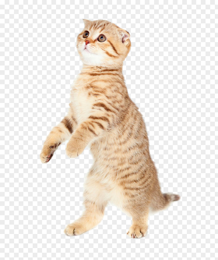 Standing Cat Kitten Dog Puppy Mouse PNG