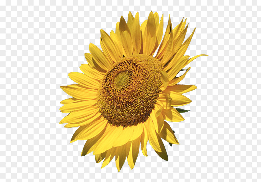 Sunflower Clipart Common Clip Art PNG