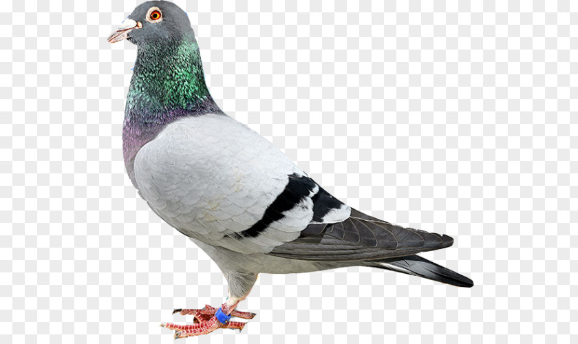 Bird Homing Pigeon Rock Dove Columbidae Stock PNG