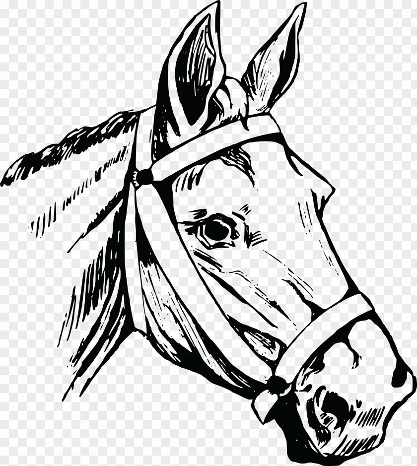 Horse Drawing Clip Art PNG