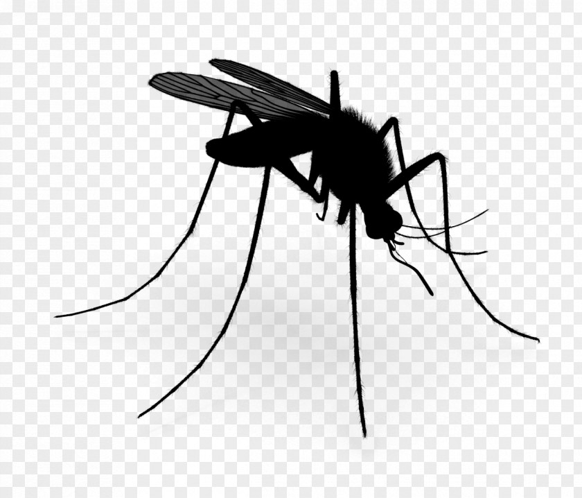 M Mosquito Insect Black & White PNG
