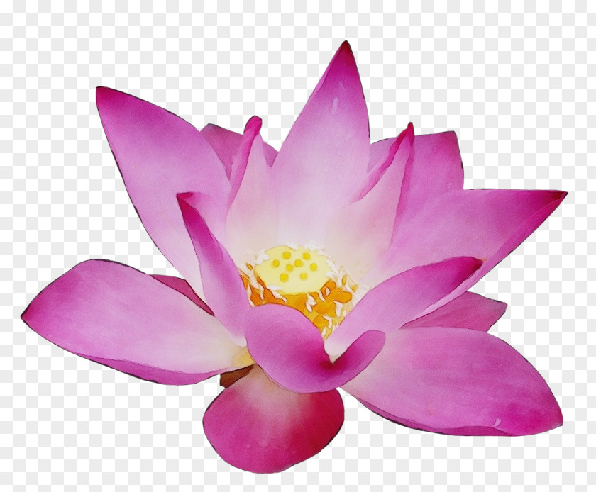 Nymphaea Nelumbo Clip Art Vector Graphics Desktop Wallpaper PNG