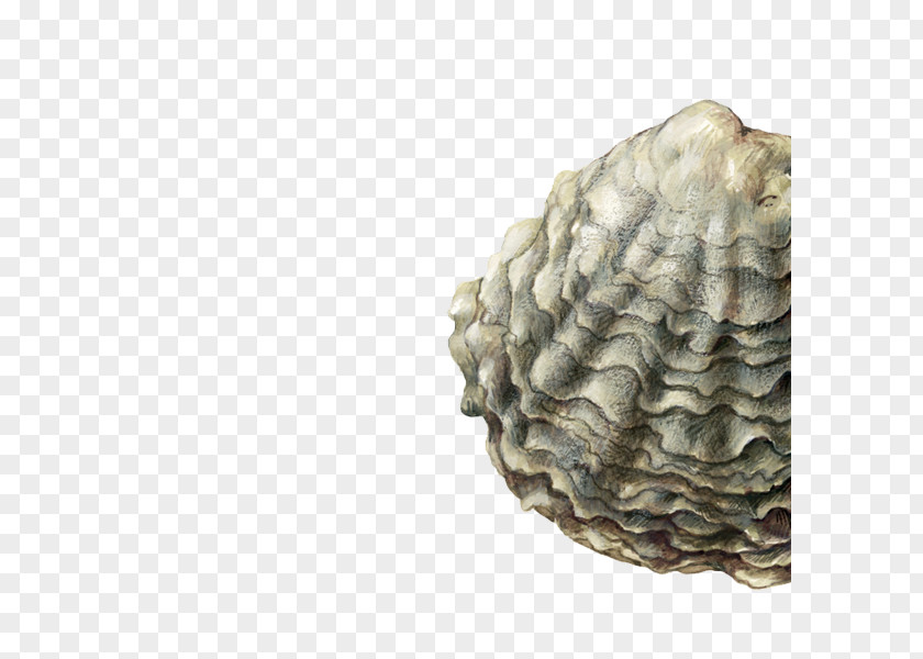 Oyster Clam Ostrea Edulis Seafood Shellfish PNG