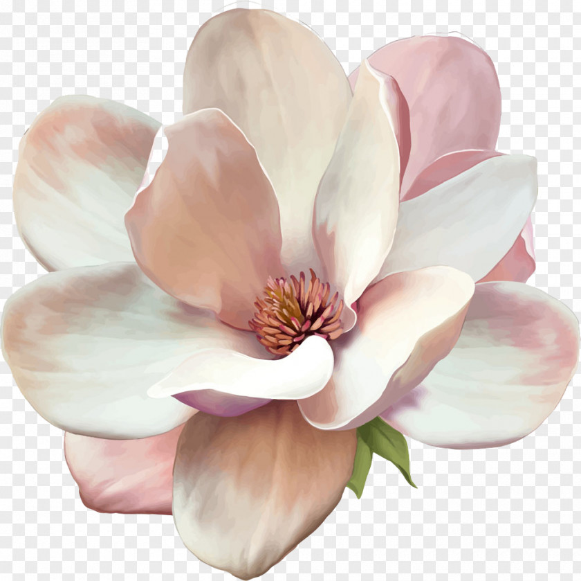 Pink Flowers Magnolia Flower Drawing Stock Photography PNG