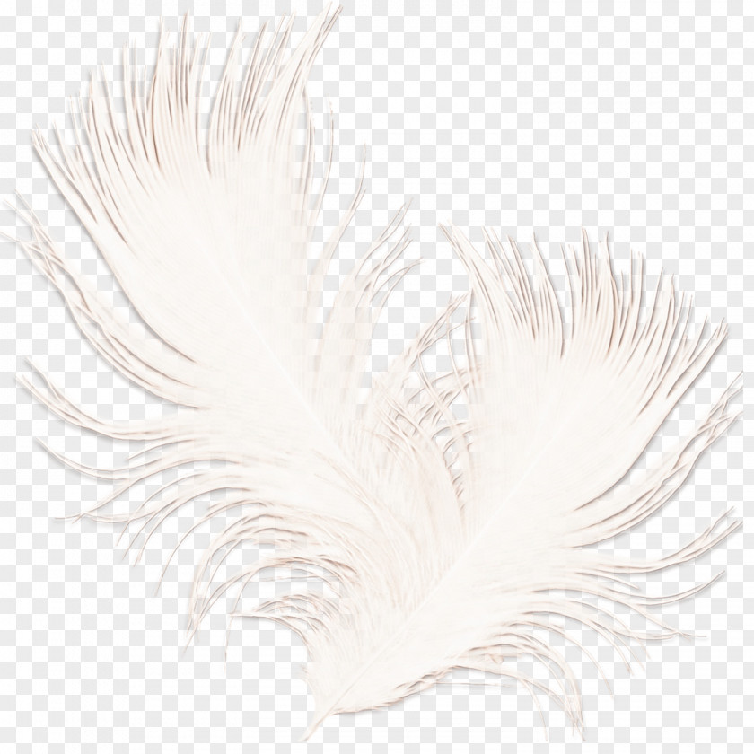 Tail Natural Material Watercolor PNG