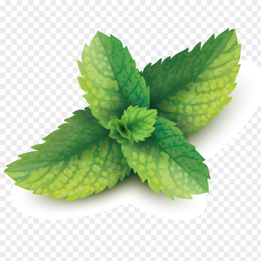 Vector Mint Leaves Peppermint Mentha Spicata Leaf PNG