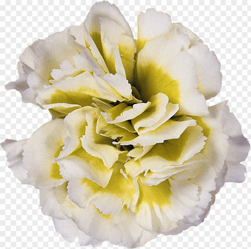 CARNATION Cut Flowers Yellow Light Floristry PNG