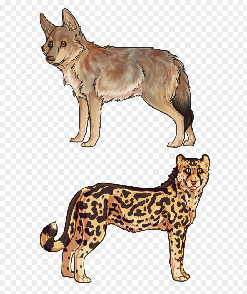 Cat Dog Breed Dhole Dingo PNG