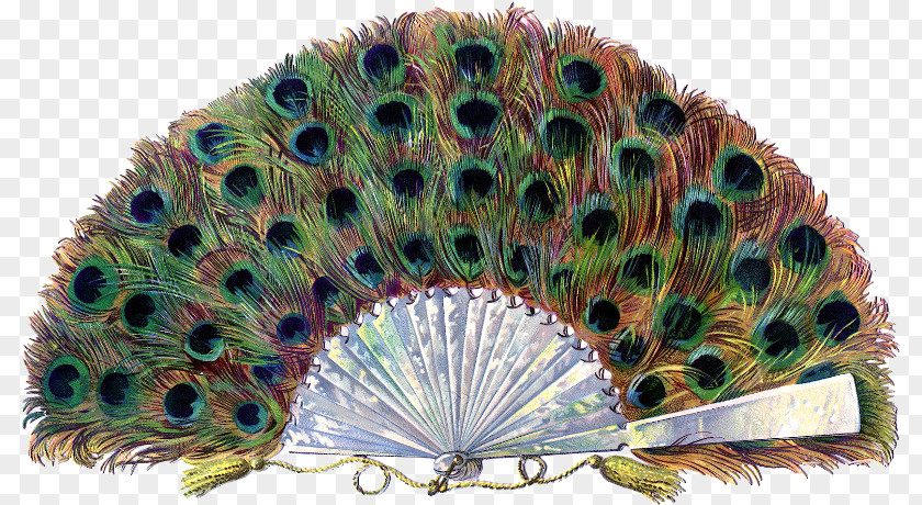 Peacock Fan Feather Paper Hand Pavo PNG