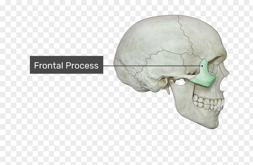 Skull Condyloid Process Coronoid Of The Mandible Alveolar Frontal Maxilla PNG