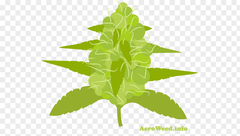 Cannabis Trichomes Leaf Herbalism Plant Stem Tree PNG