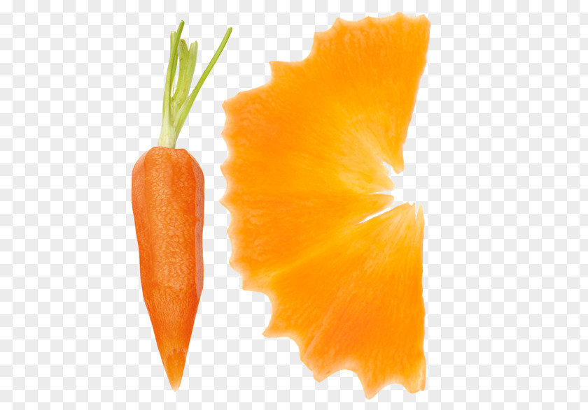 Carrot Baby Gemüseschneider Citrus × Sinensis Vegetable PNG