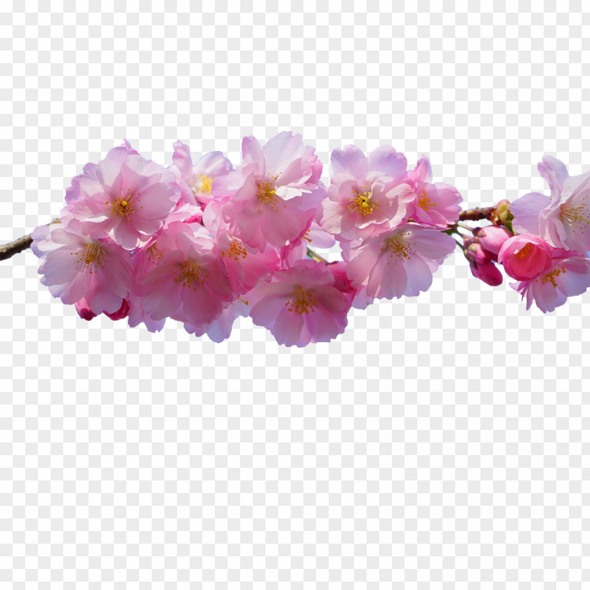 Cherry Blossom Pink Flowers Desktop Wallpaper PNG