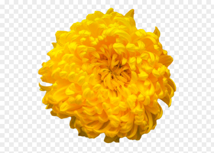 Chrysanthemum Flowers Color Clip Art PNG