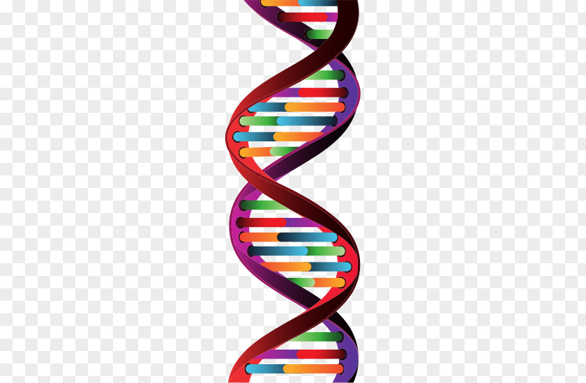 Dusseldorf, Germany Vector Graphics DNA Molecule Training PNG
