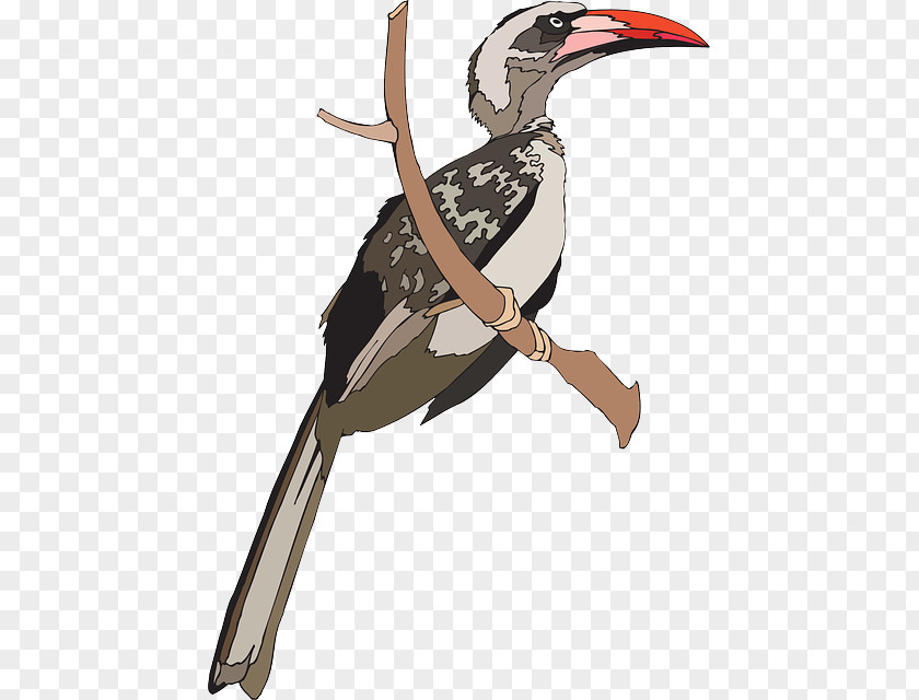 Bird Indian Grey Hornbill Great Clip Art PNG