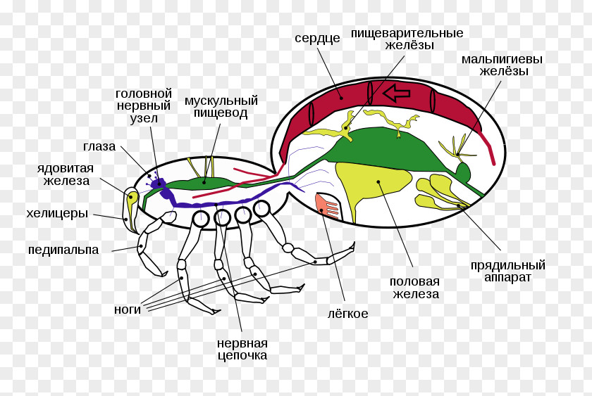 Circulatory System Spider Animal Arthropod Pedipalp Scorpion PNG