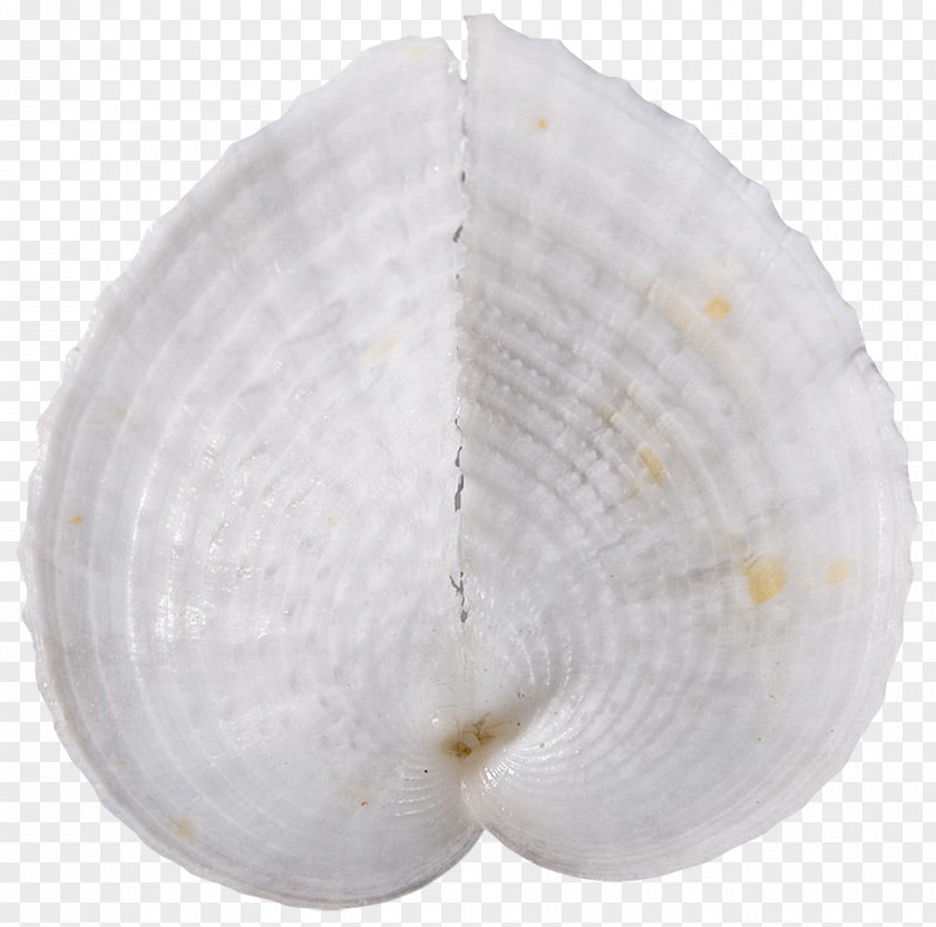 Coquillage Tyre Conchology Mollusc Shell Cockle Seashell PNG