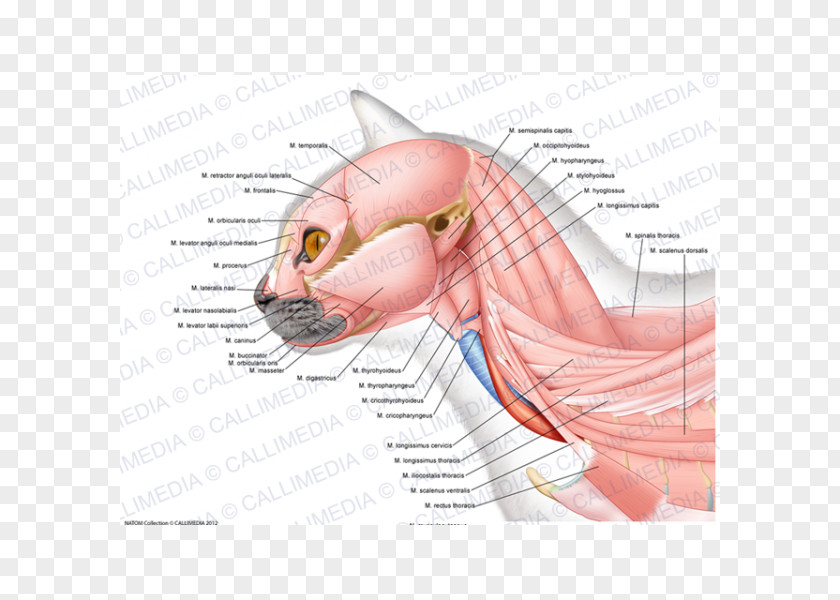Ear Anatomy Ischiocavernosus Muscle Neck Masseter PNG