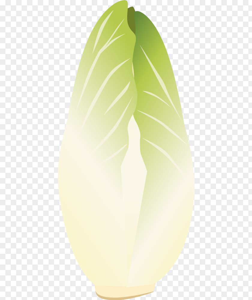 Hand-painted Vegetable Cabbage Chicory Spindle Apparatus Leaf Illustration PNG