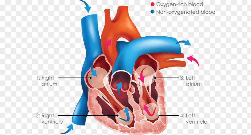 Heart Inferior Vena Cava Superior Venae Cavae Vein PNG