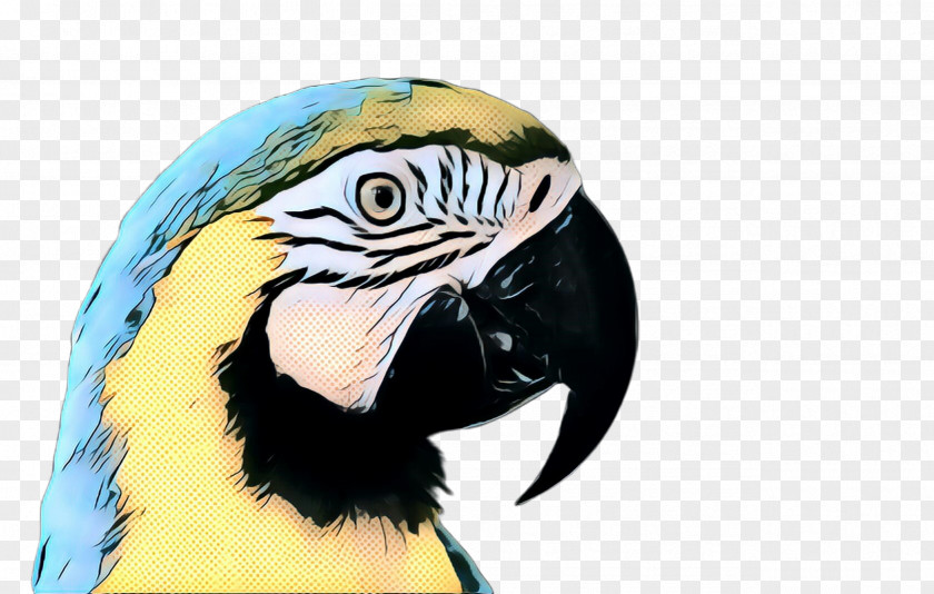 Piciformes Parakeet Bird Beak Macaw Wildlife Parrot PNG