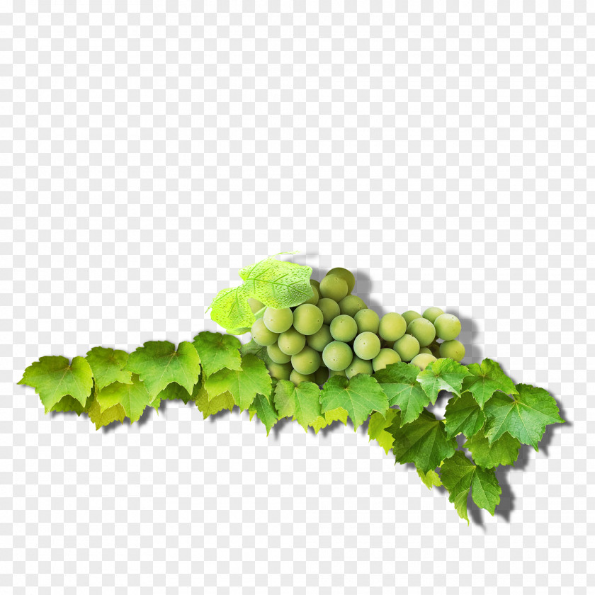 Creative Green Grapes Grape Leaves Common Vine PNG