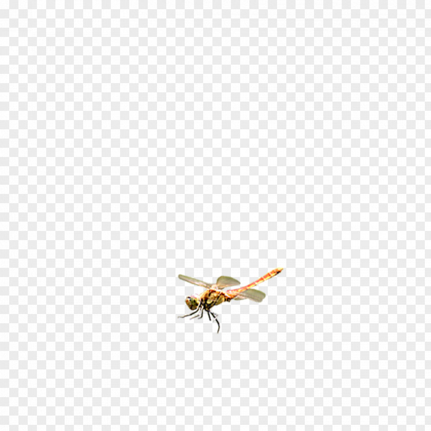Floating Dragonfly Download Icon PNG
