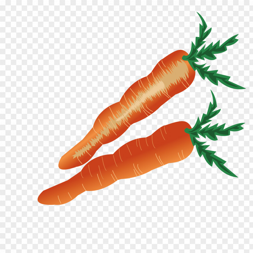 Fresh Carrot Baby Vegetable PNG