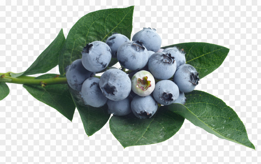 Fruit Blueberry Pictures Juice Punch Flavor Syrup PNG