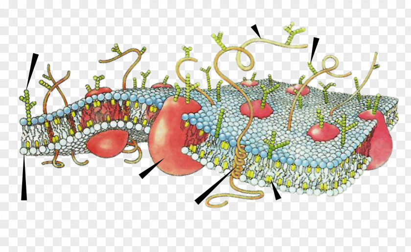 Membrane Cell Biological Biology PNG