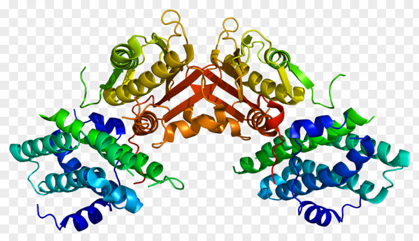 Mito Class Pyruvate Dehydrogenase Kinase PDK2 Complex Pyruvic Acid PNG