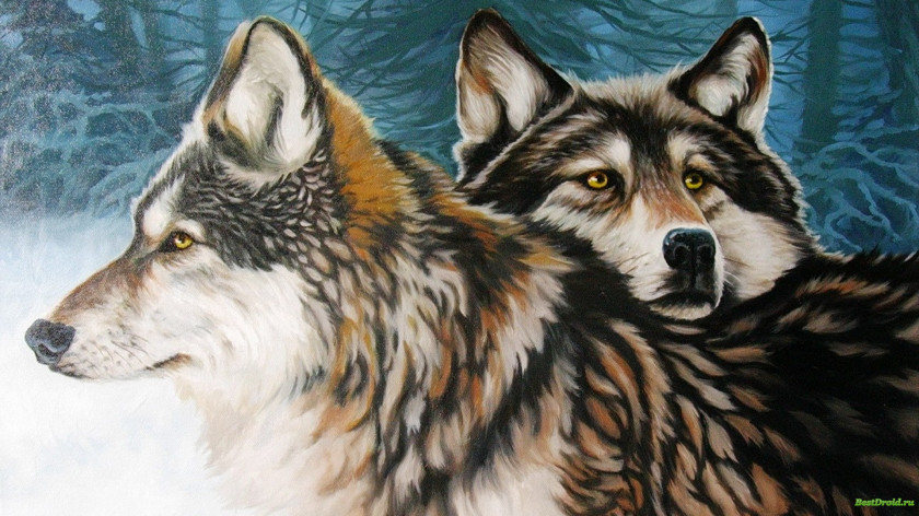 Wolf Dog Arctic Painting Drawing Wallpaper PNG
