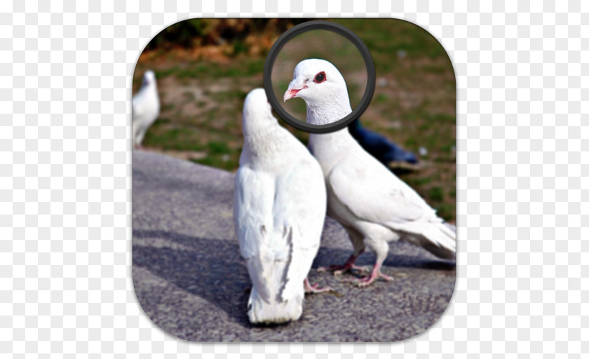 Bird Columbidae Beak Water Columbiformes PNG