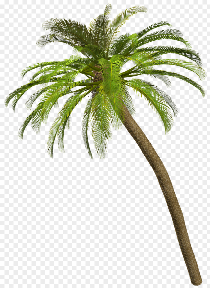 Coconut Arecaceae Tree Clip Art PNG