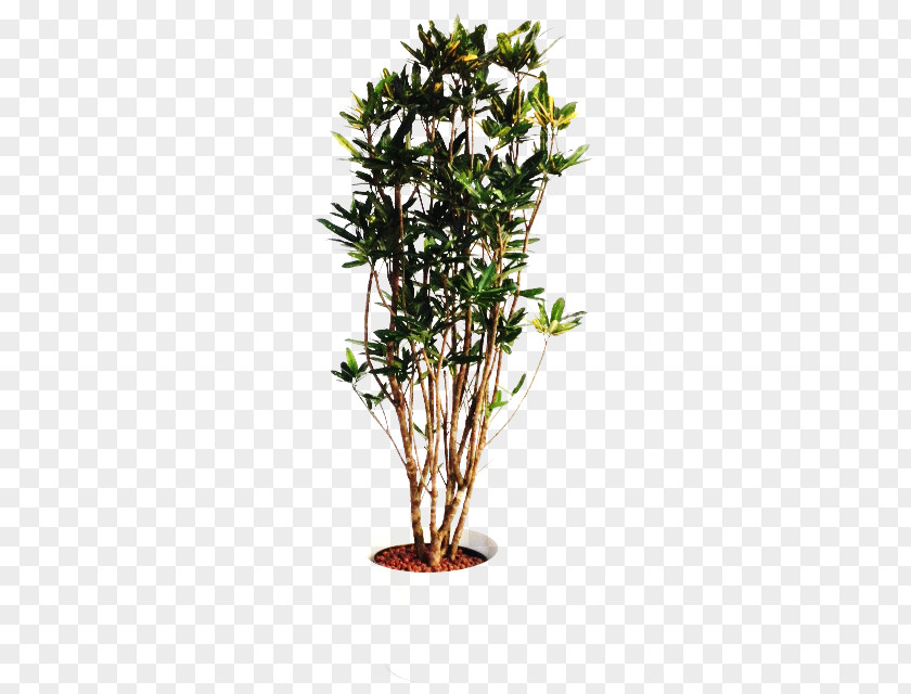 Croton Twig 3D Computer Graphics FBX Flowerpot Bonsai PNG