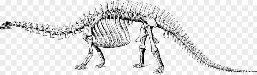 Dinosaur Skeleton Tyrannosaurus Stegosaurus Apatosaurus Brontosaurus Triceratops PNG
