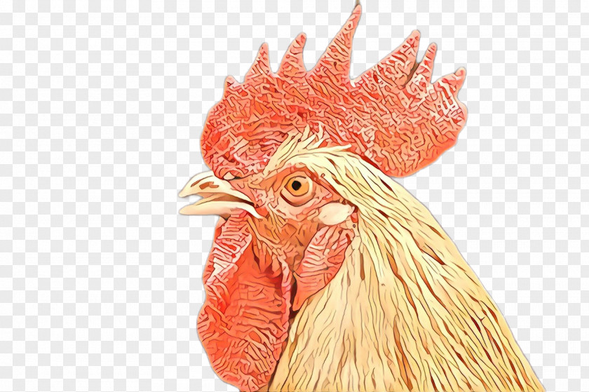 Fowl Livestock Chicken Rooster Bird Comb Beak PNG