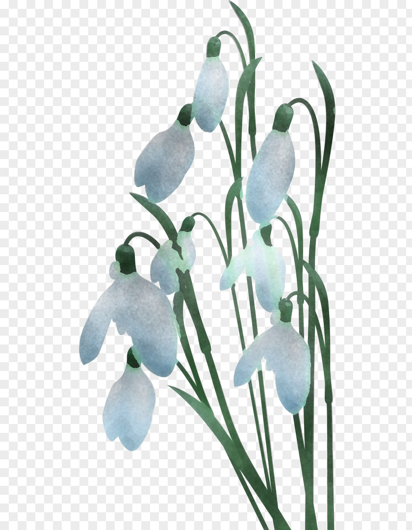 Iris Summer Snowflake Galanthus Snowdrop Flower Plant Flowering PNG